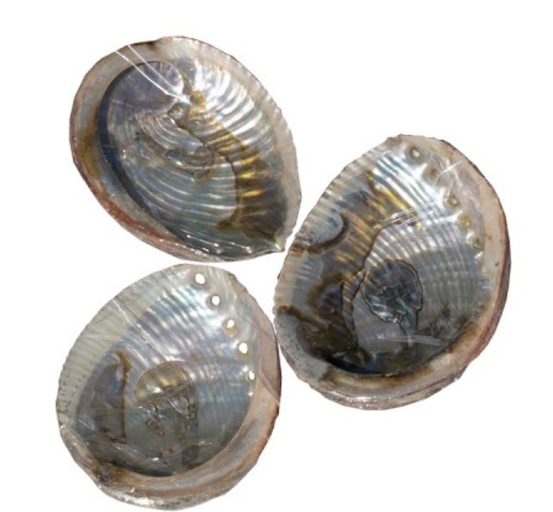 Abalone Shells by Nature’s Expression
