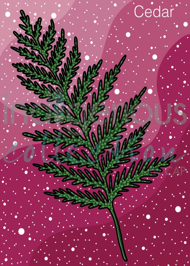 CAP Cedar Art Card