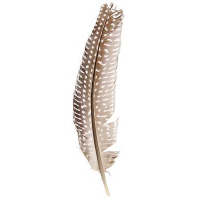 Guinea Fowl Quill 6-9in White (1 Headers x 10pcs)