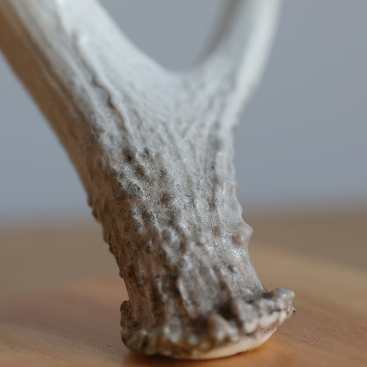 Rob Jerome Medium Swan Antler Carving on Wooden Base