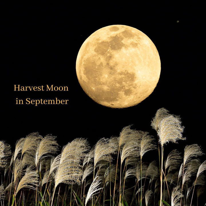 Sequoia Harvest Moon Soap