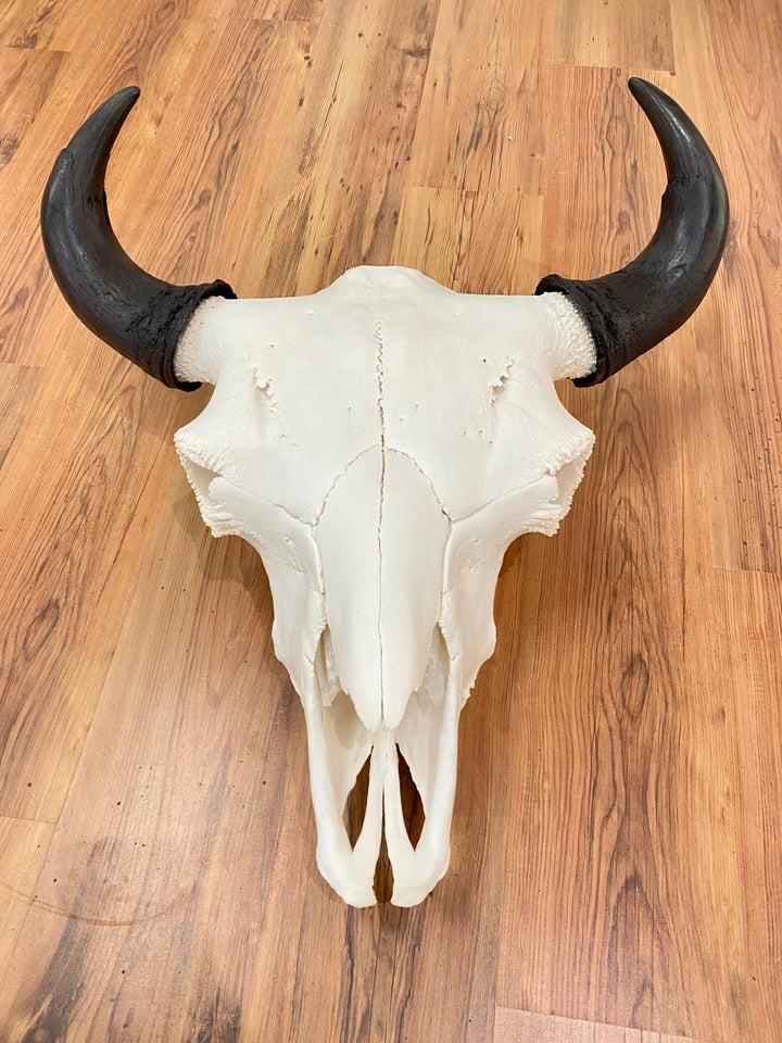 Buffalo Skulls By Pat Porter