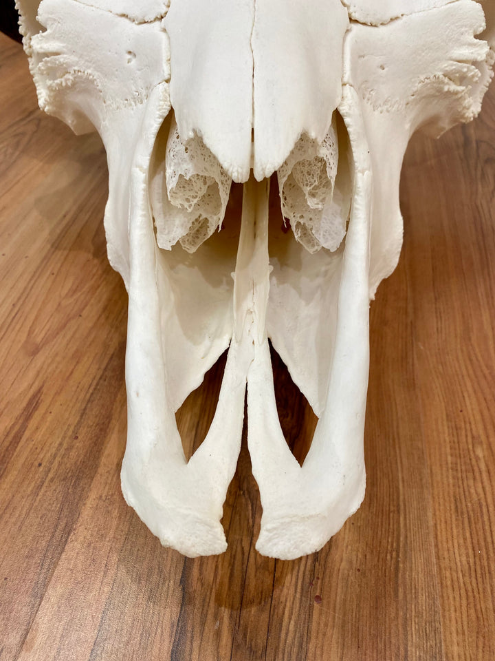 Buffalo Skulls By Pat Porter